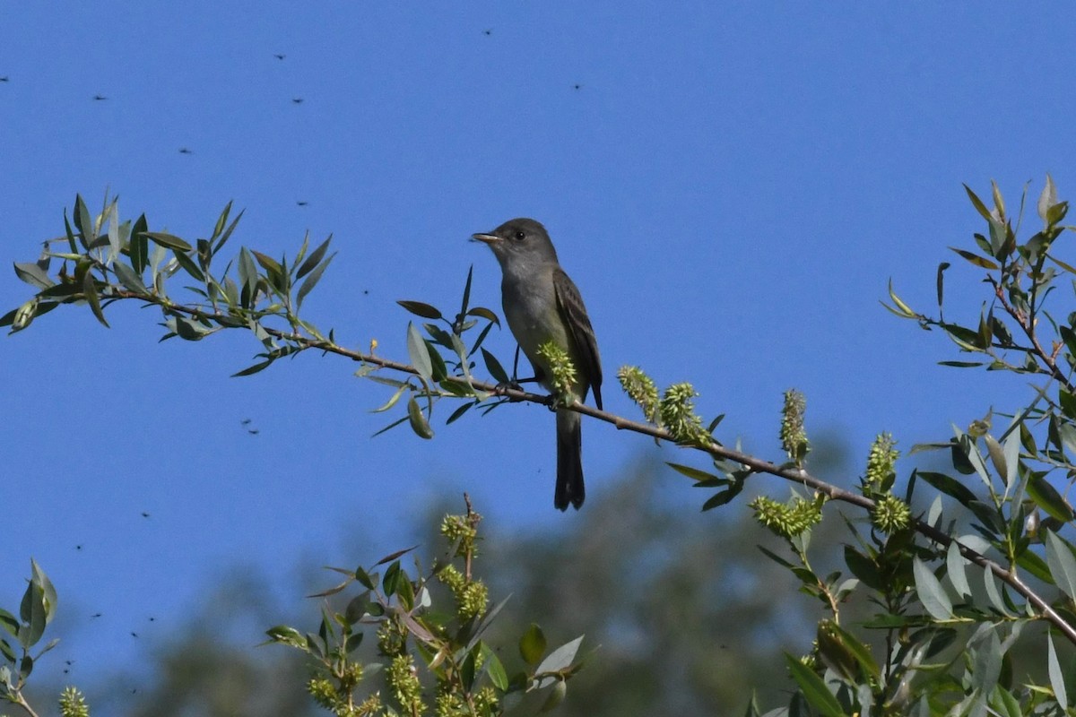 Willow Flycatcher - ML636777294