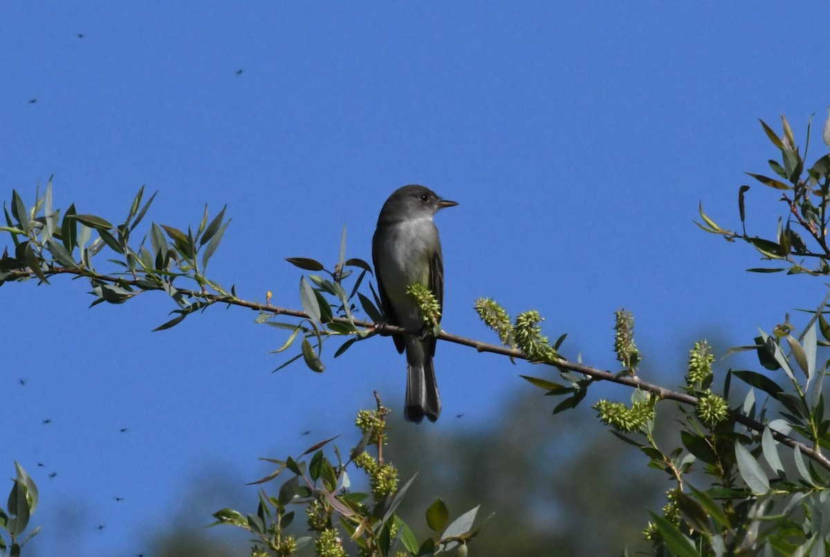 Willow Flycatcher - ML636777300