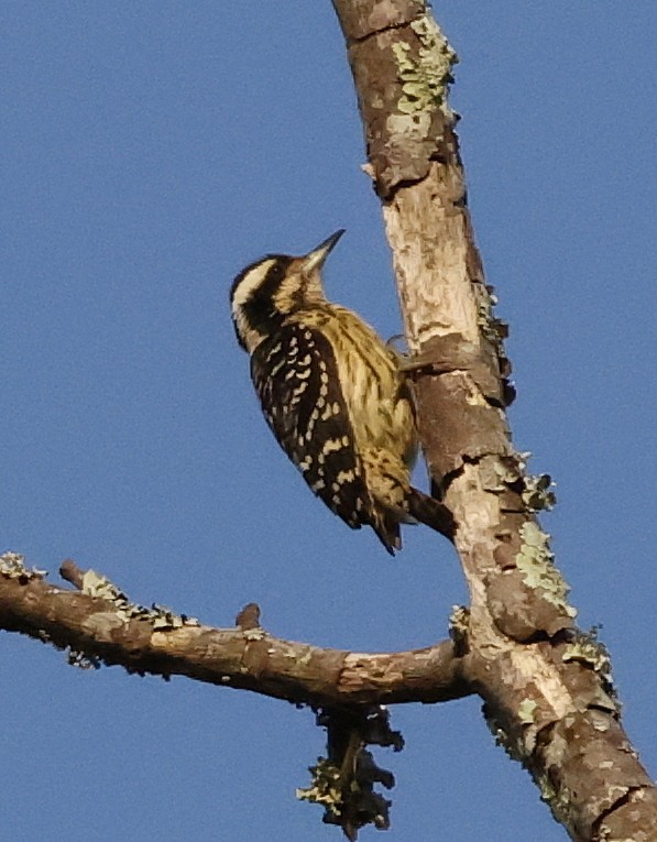 Philippine Pygmy Woodpecker - ML636777331