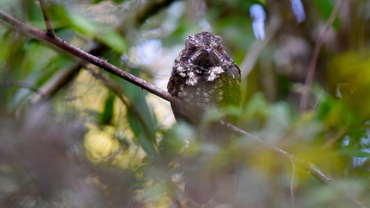 Cuban Nightjar - ML636777338
