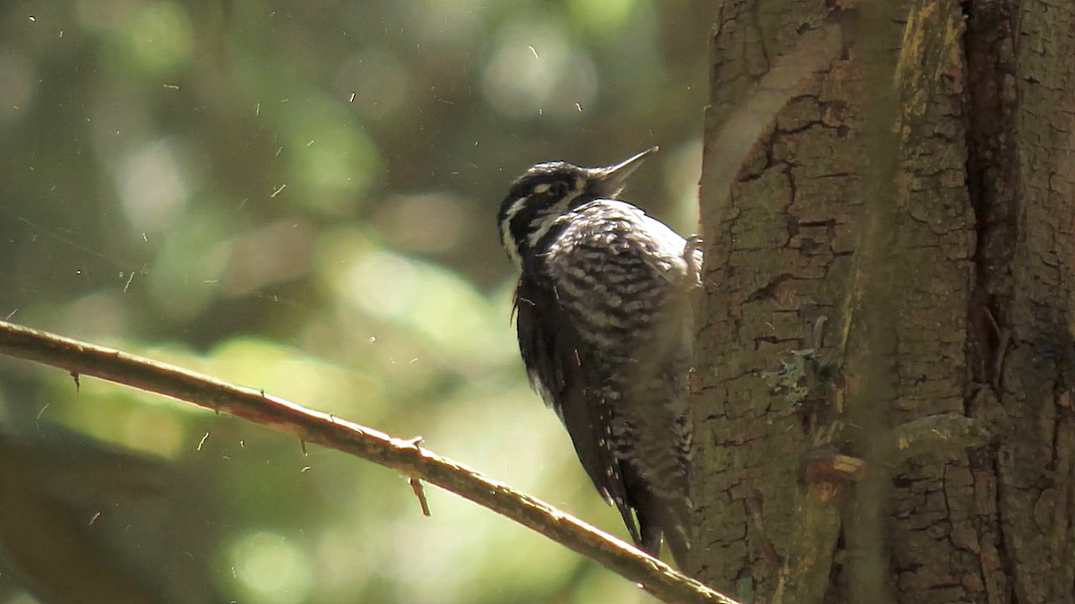 Eurasian Three-toed Woodpecker - ML636777341