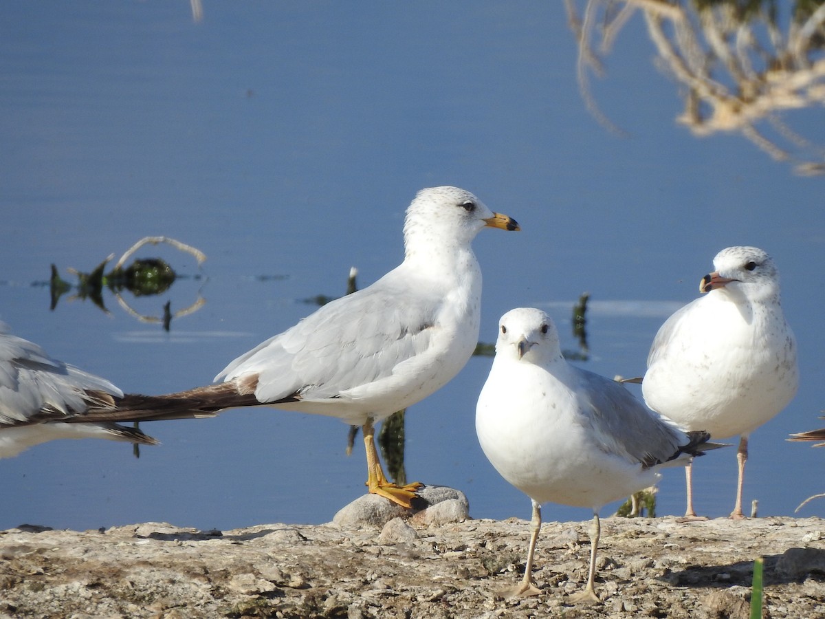 Ring-billed Gull - ML636777361