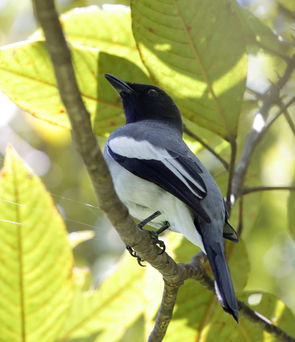 McGregor's Cuckooshrike - ML636777362