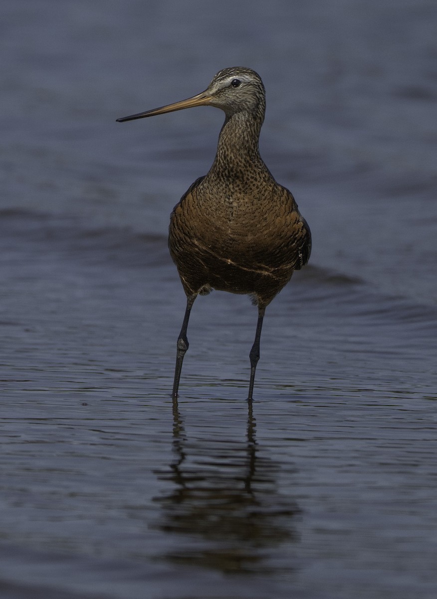 Hudsonian Godwit - ML636777387