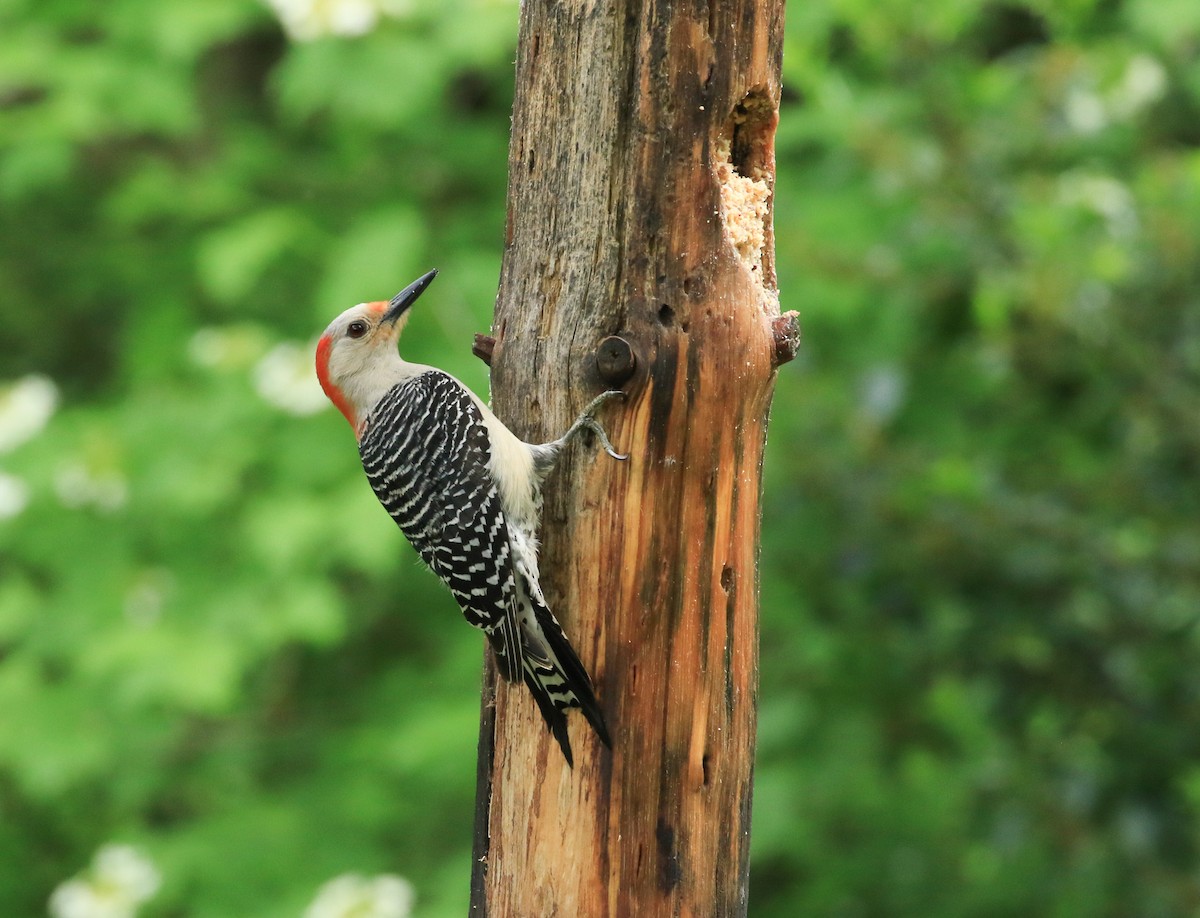 Red-bellied Woodpecker - ML636777412
