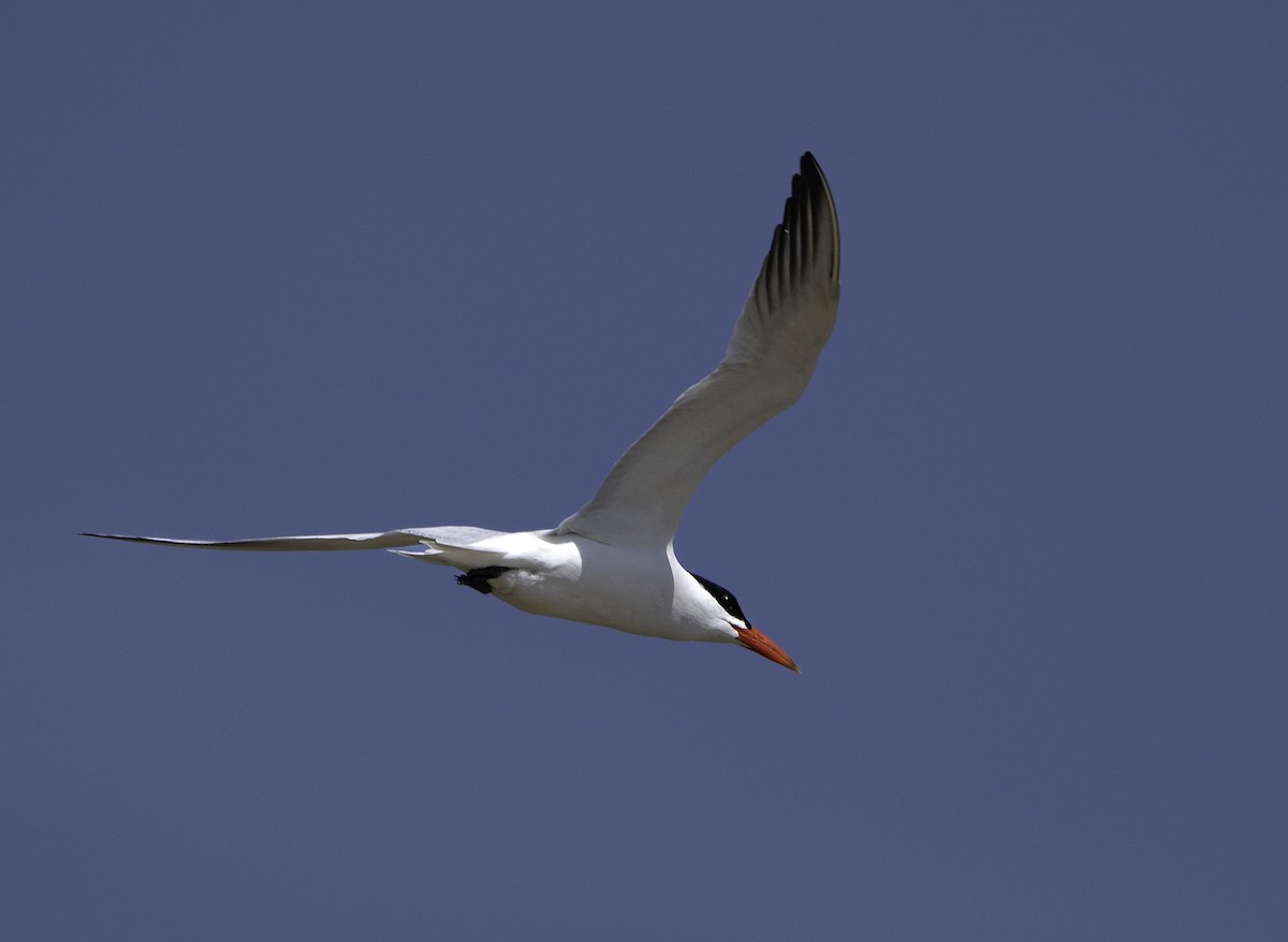 Sterna maggiore - ML636777414