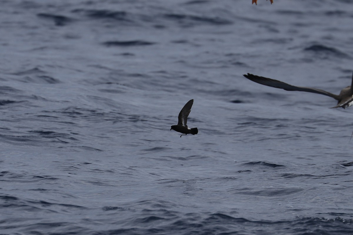 European Storm-Petrel - ML636777427