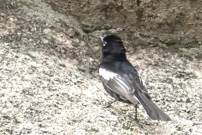 Painted Redstart - ML636777440