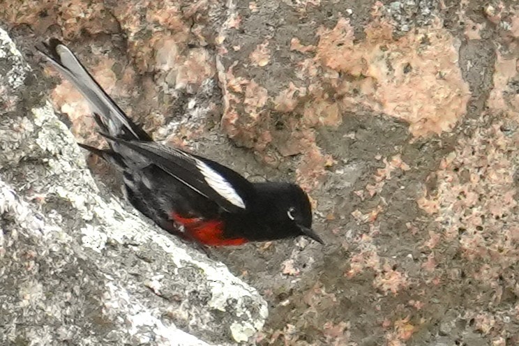 Painted Redstart - ML636777441
