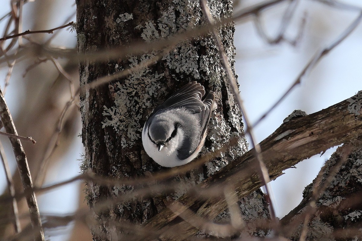 Eurasian Nuthatch (White-bellied) - ML636777471