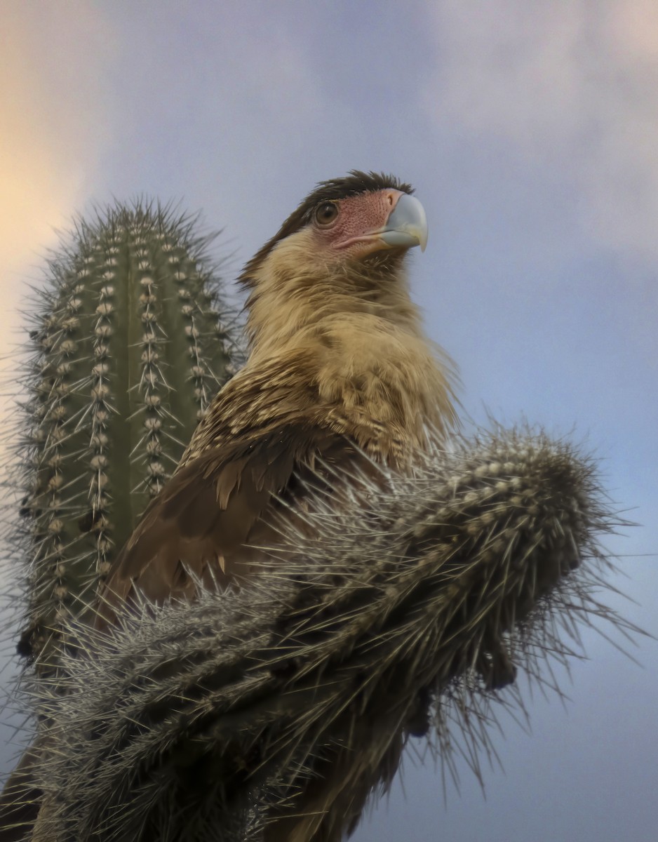 Crested Caracara - ML636777505