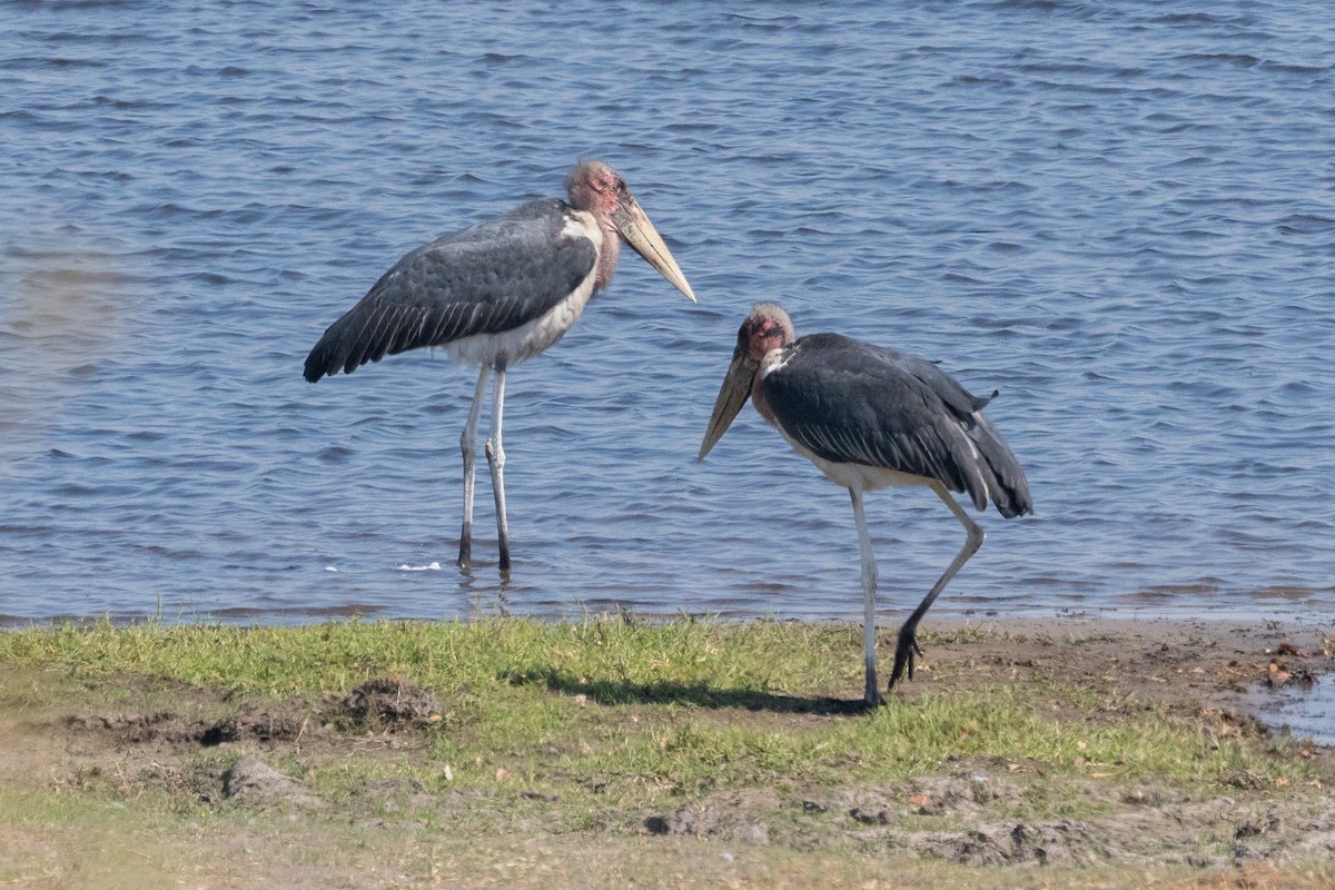 Marabou Stork - ML636777574
