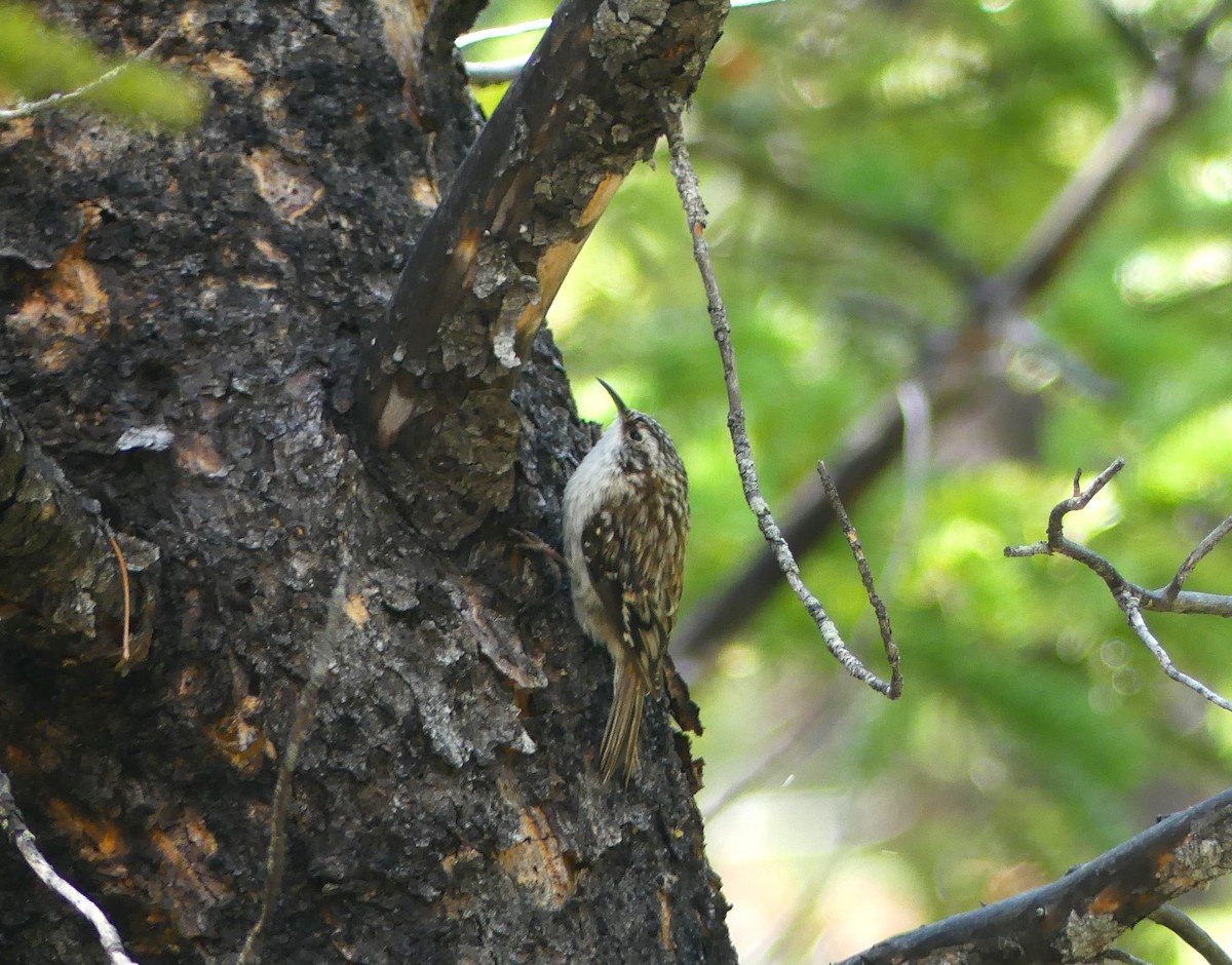 Brown Creeper - ML636777576