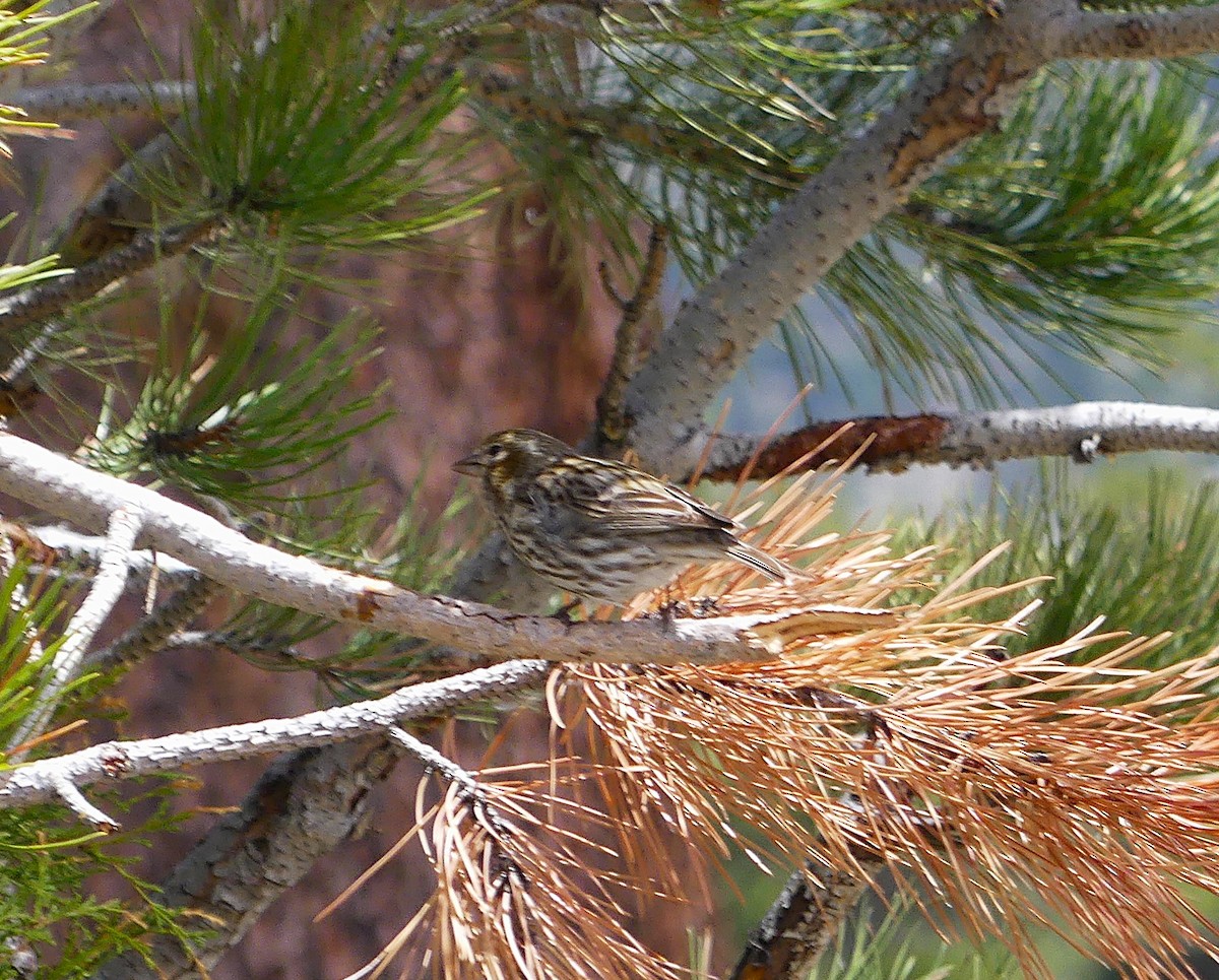 Cassin's Finch - ML636777582