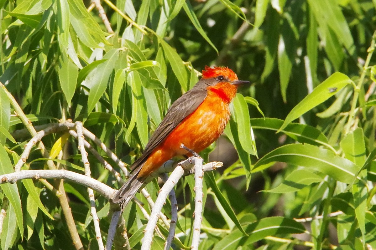 Vermilion Flycatcher - ML636777619