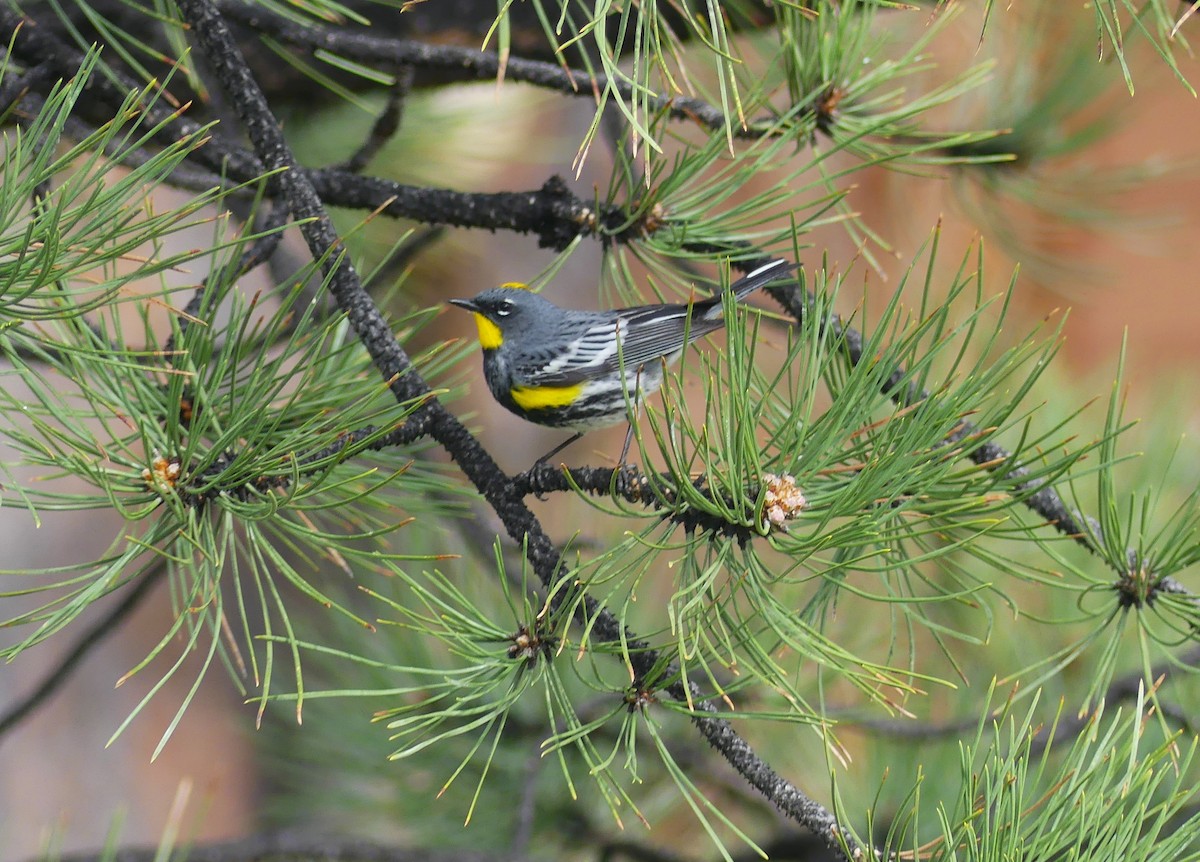 Yellow-rumped Warbler - ML636777642