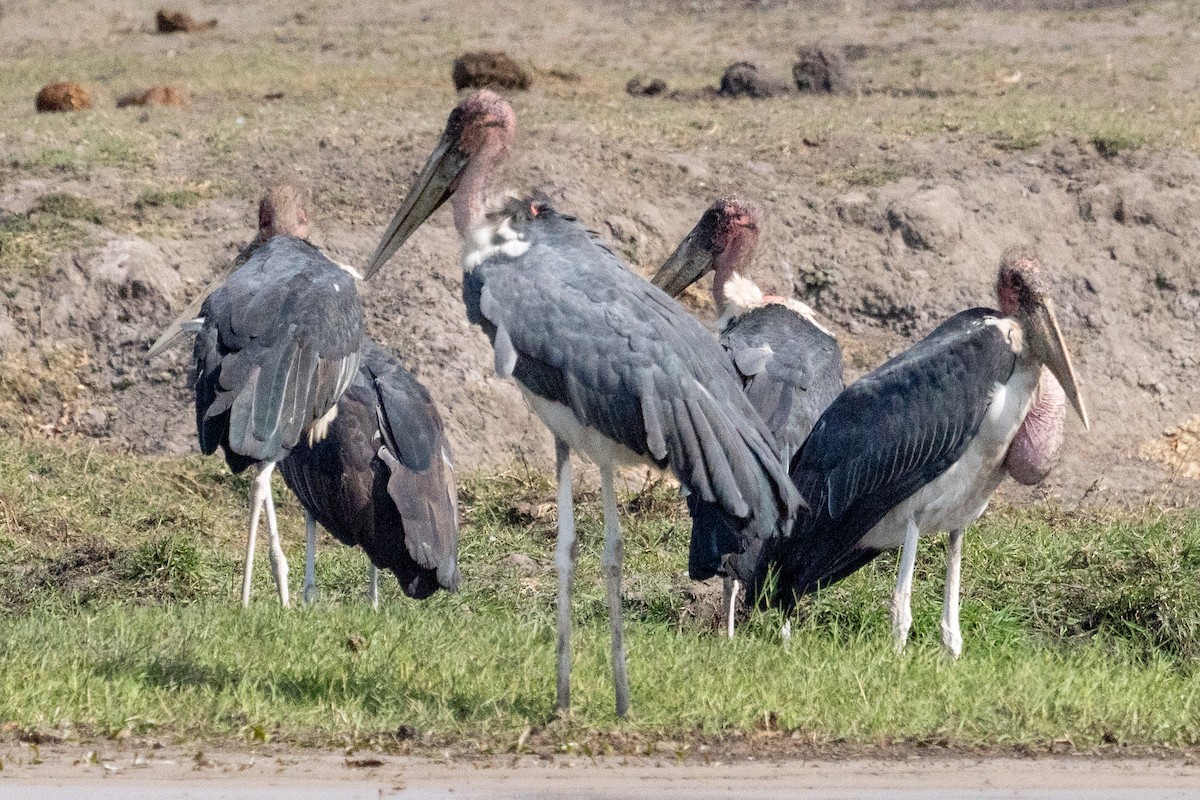 Marabou Stork - ML636777679