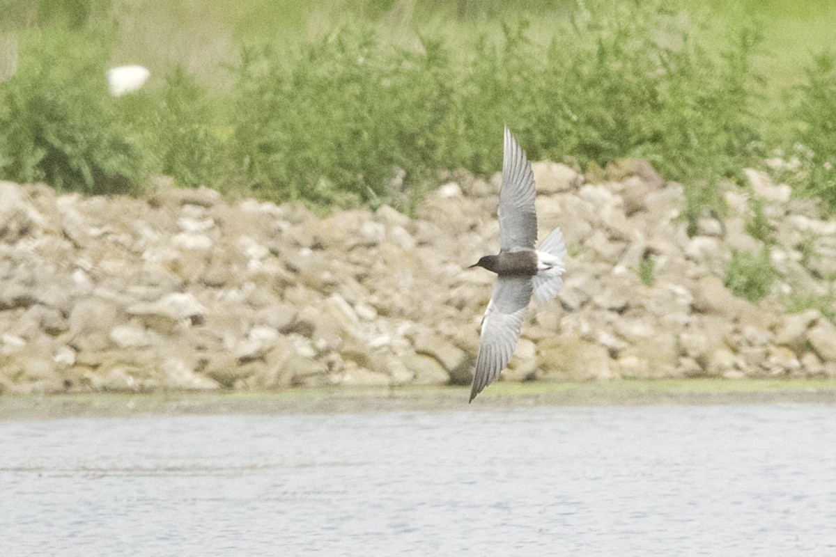 Guifette noire - ML636777691