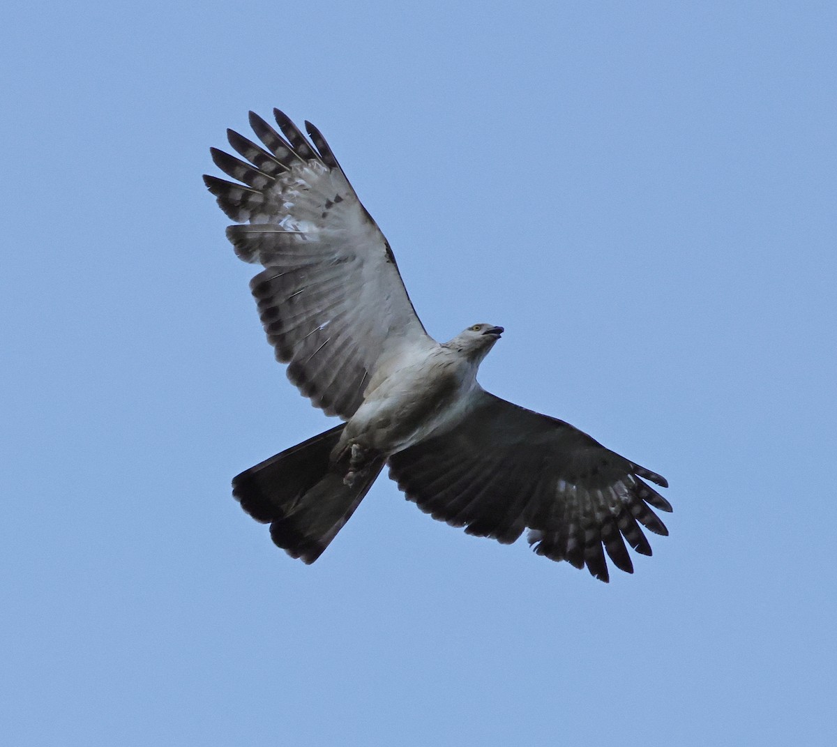 Philippine Honey-buzzard - ML636777732