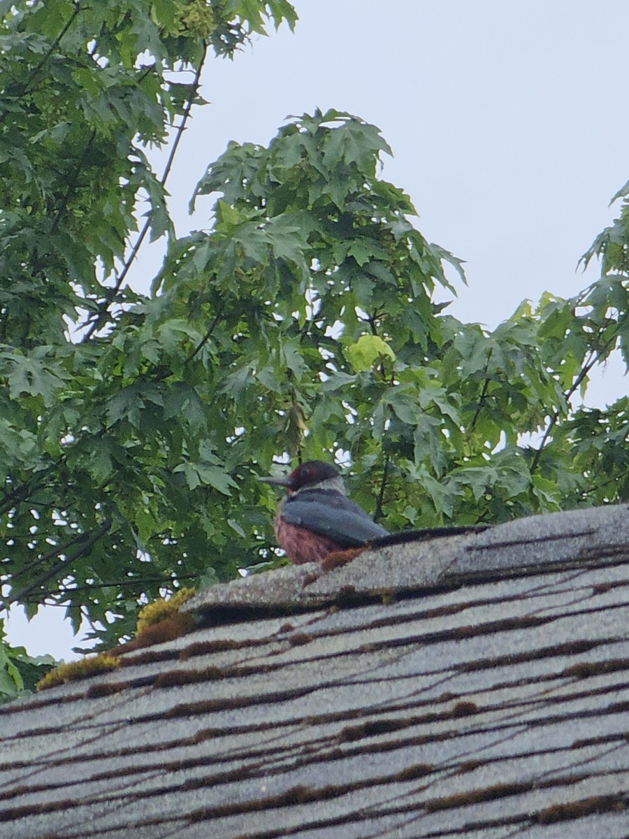 Lewis's Woodpecker - ML636777766