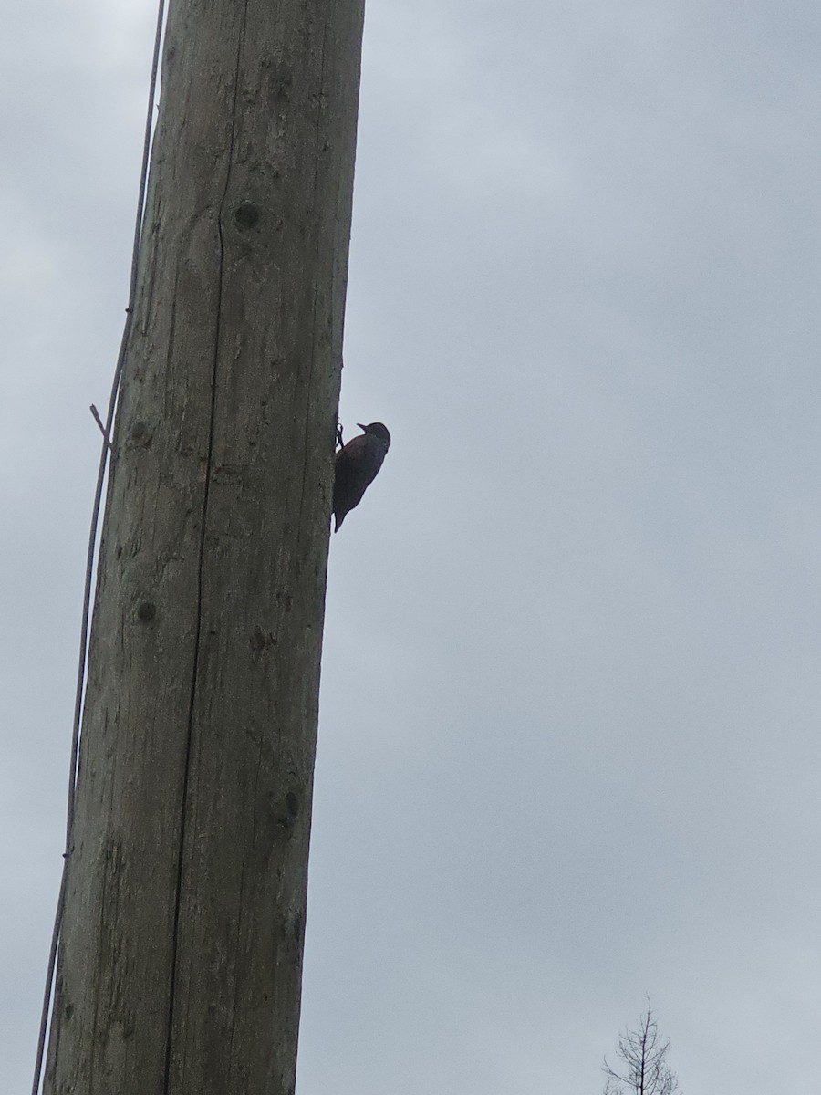 Lewis's Woodpecker - ML636777776