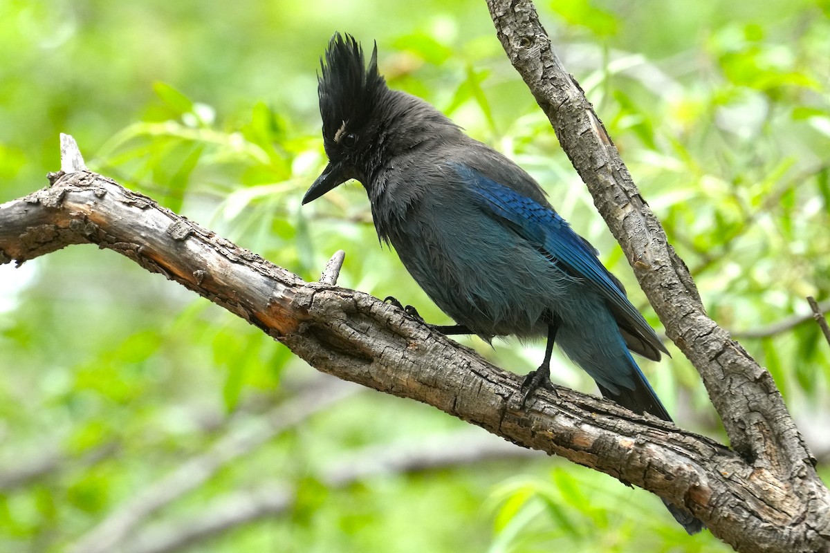 Steller's Jay - ML636777784