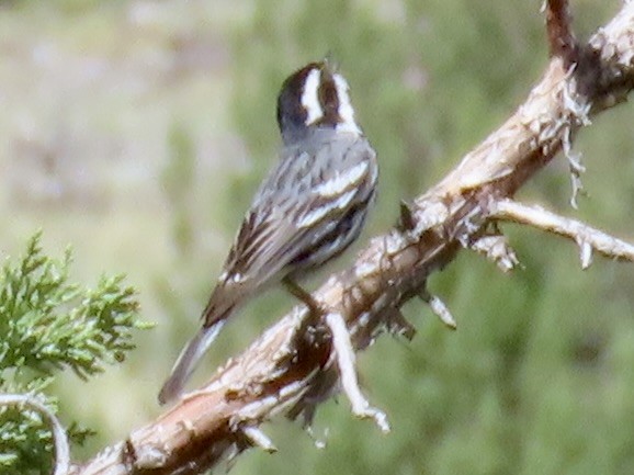 Black-throated Gray Warbler - ML636777792