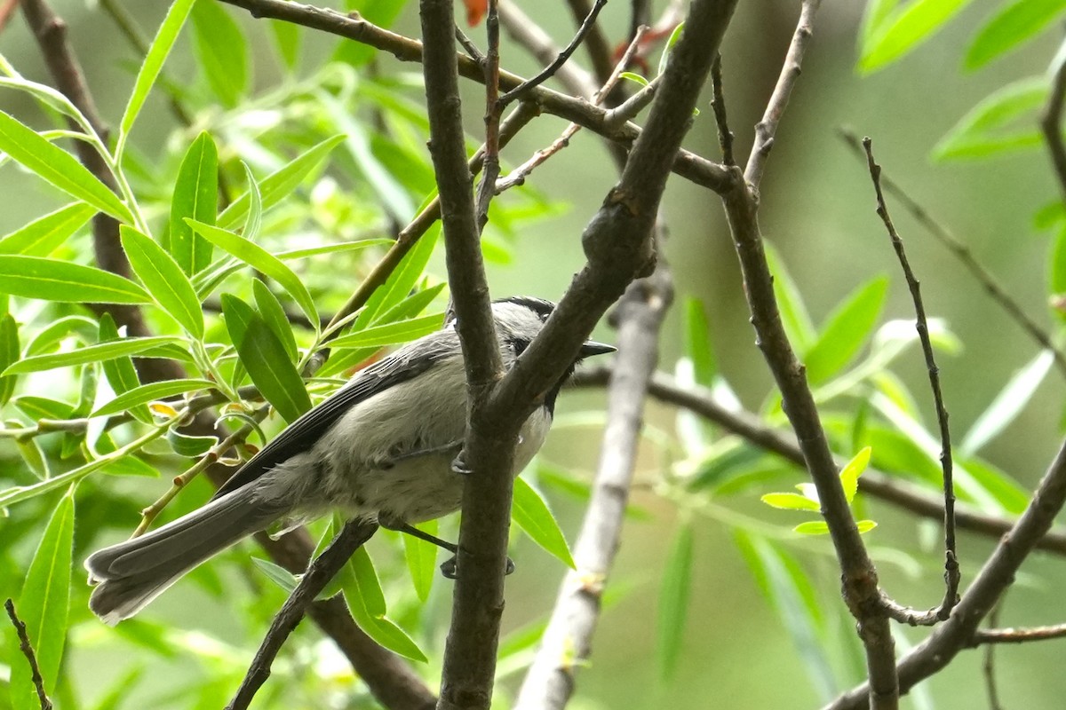 Mountain Chickadee - ML636777800