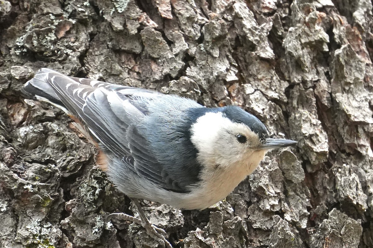 White-breasted Nuthatch - ML636777817