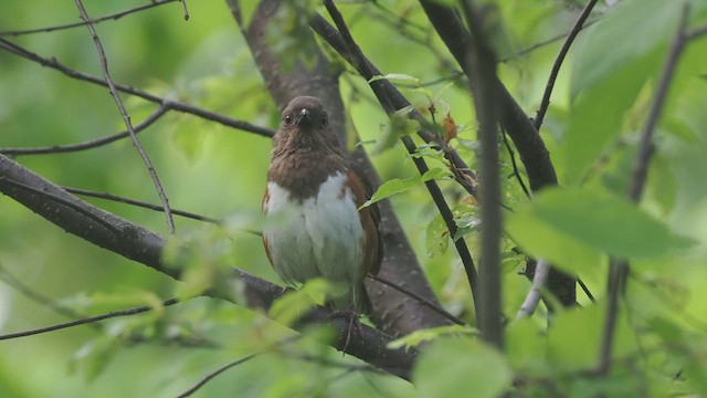 Eastern Towhee - ML636777827