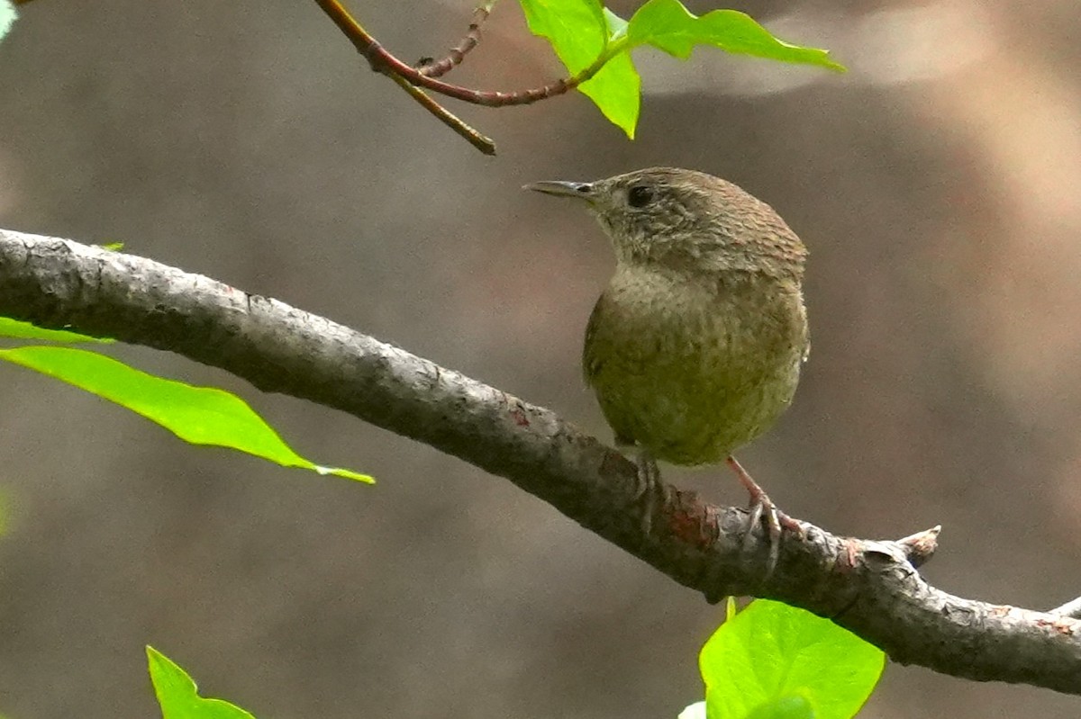 Northern House Wren - ML636777858
