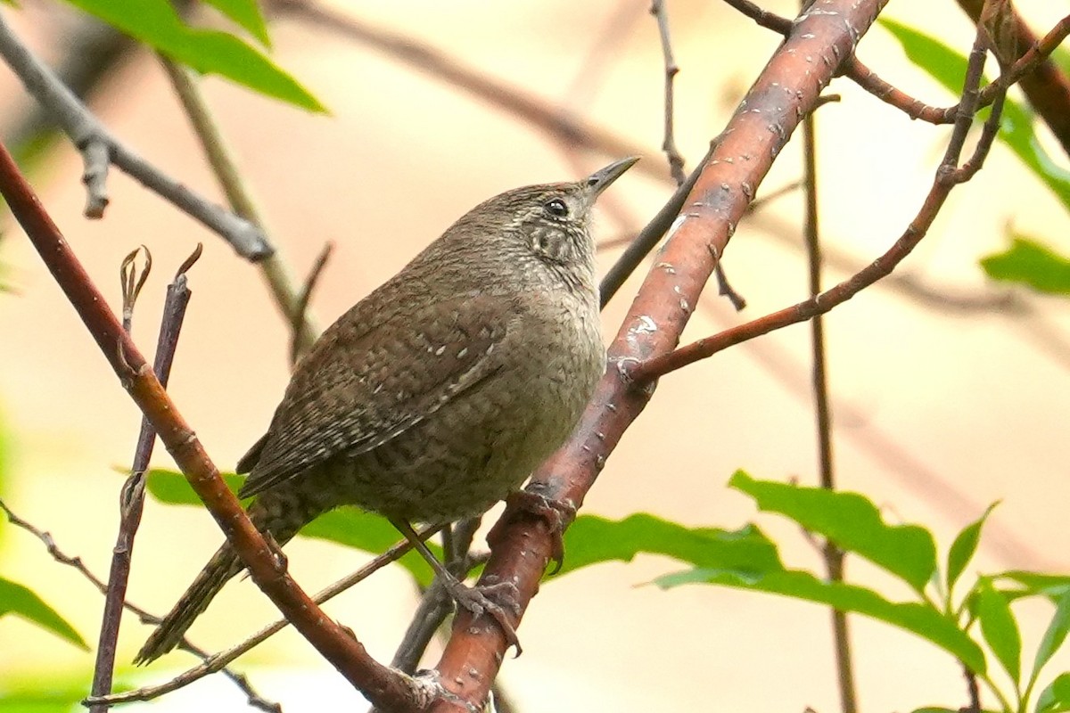 Northern House Wren - ML636777859