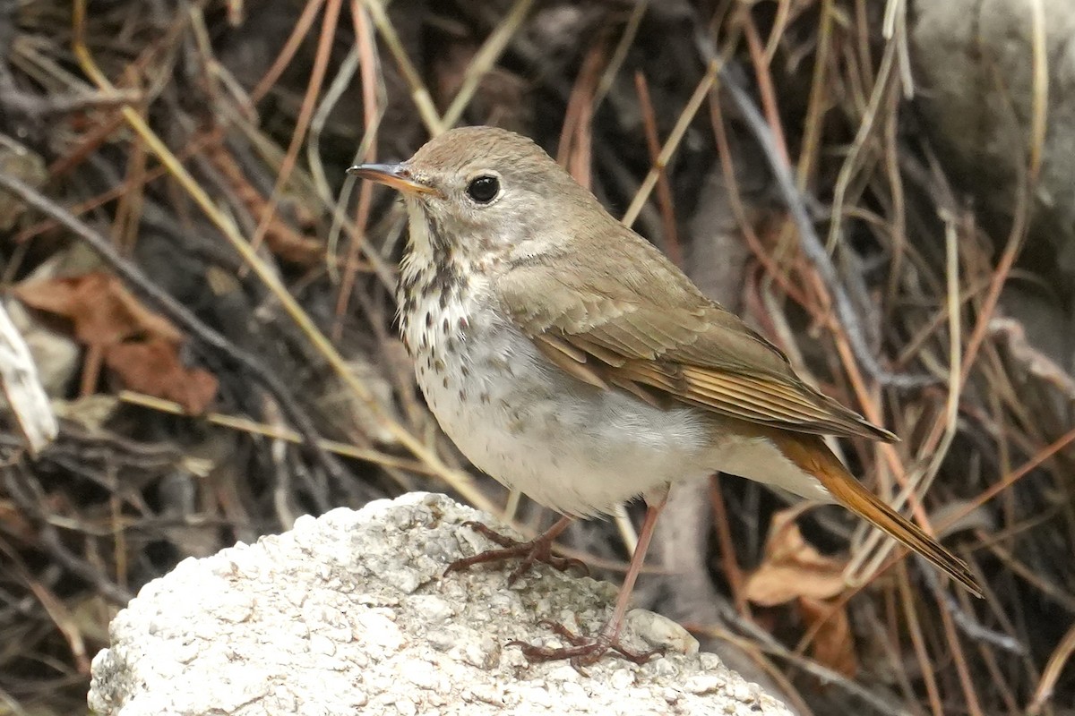 Hermit Thrush - ML636777871
