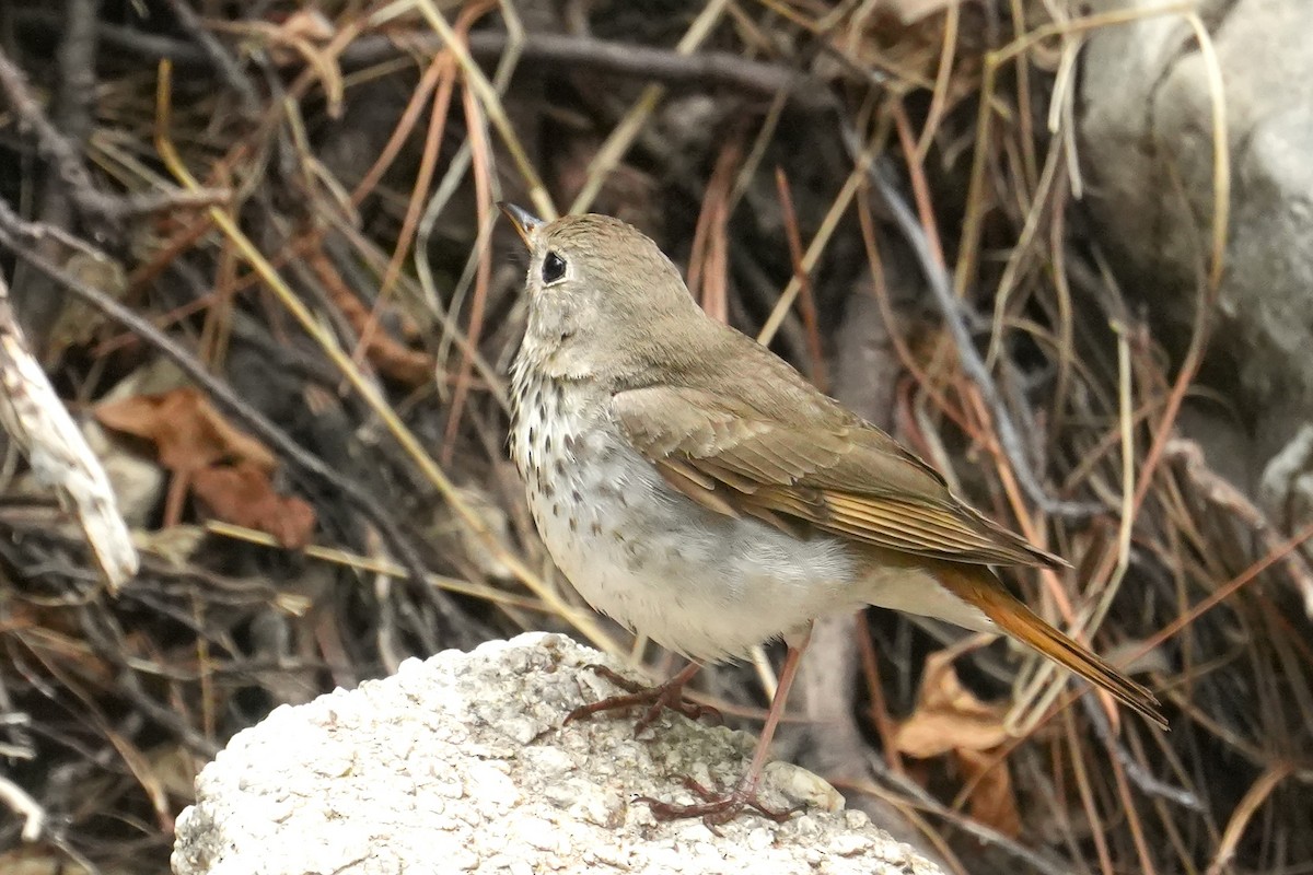 Hermit Thrush - ML636777872