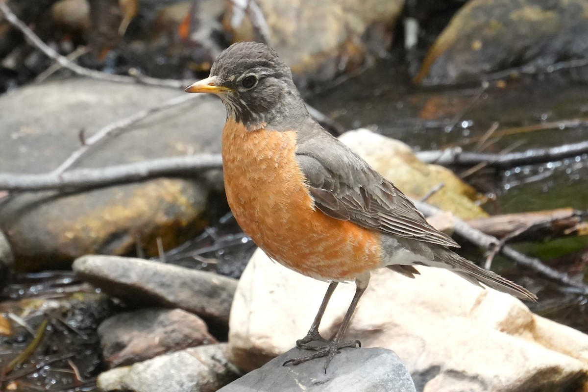 American Robin - ML636777887