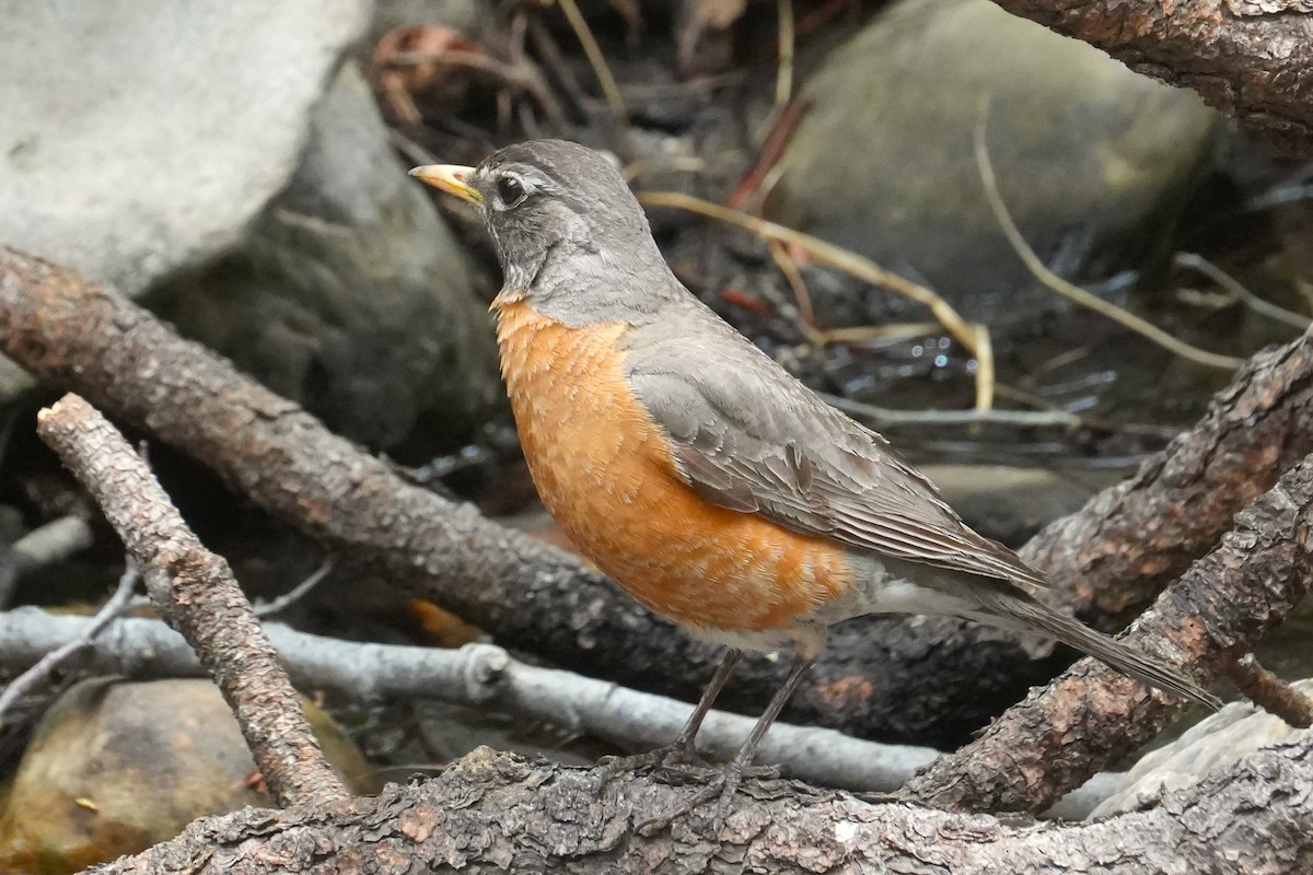 American Robin - ML636777888