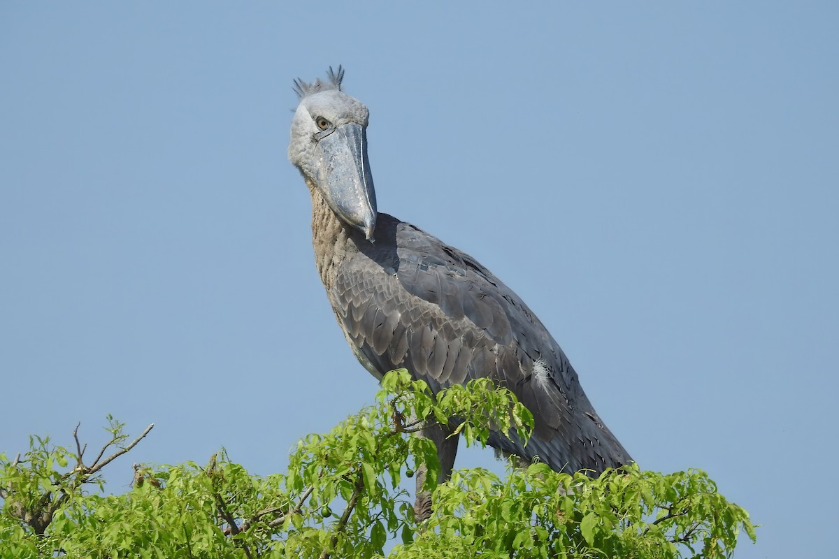 Shoebill - ML636777889