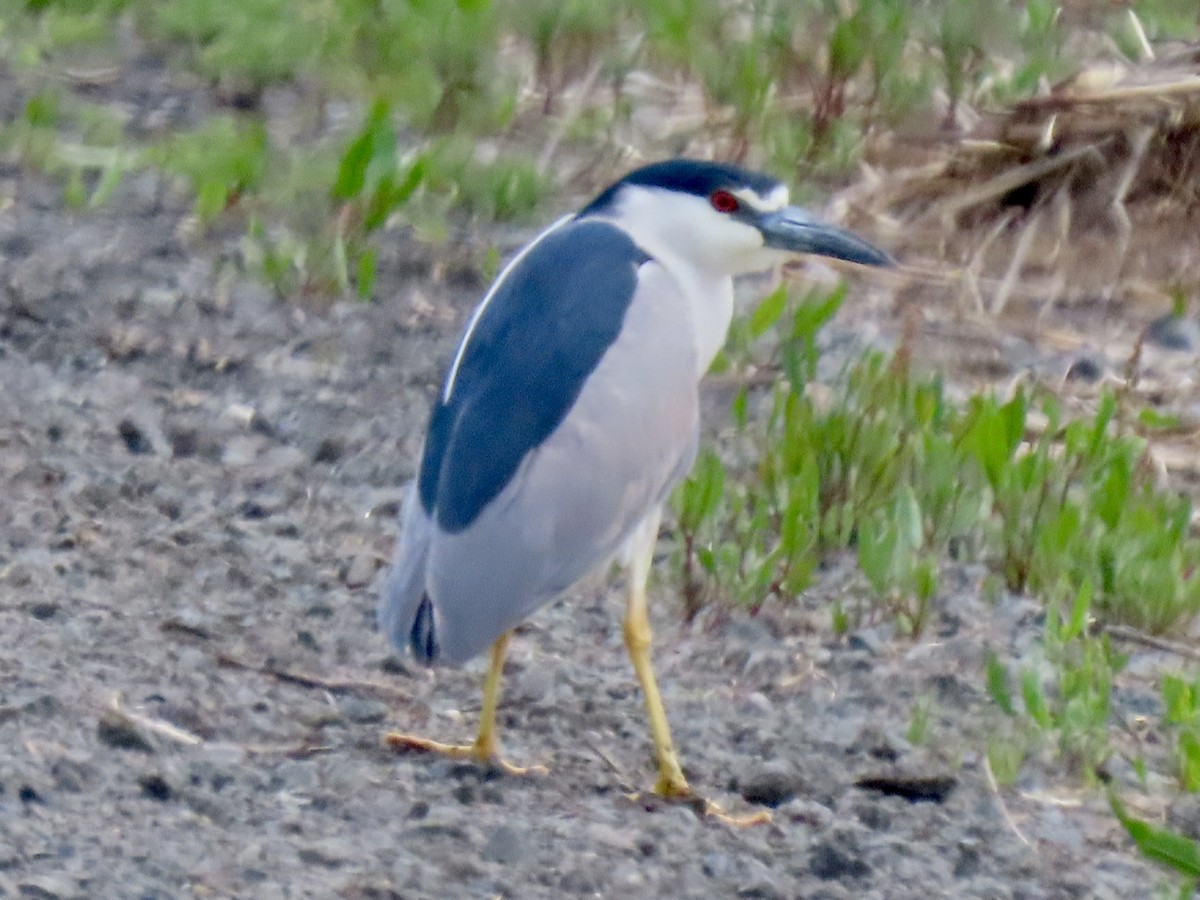 Black-crowned Night Heron - ML636777909