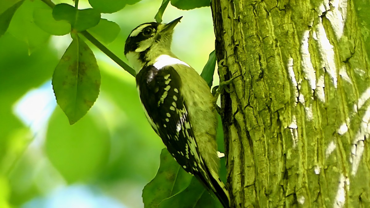 Downy Woodpecker - ML636777914