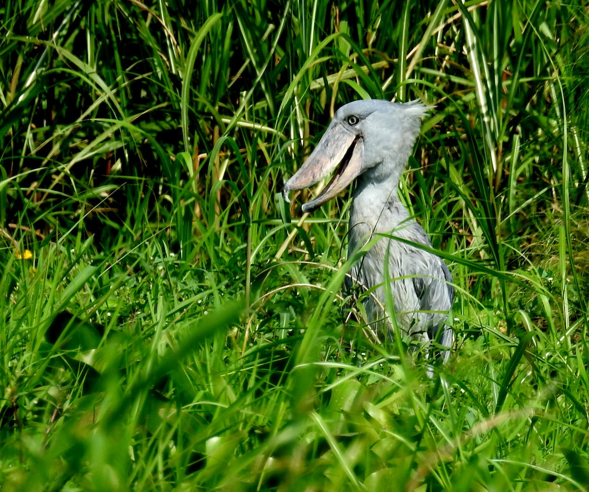 Shoebill - ML636777922