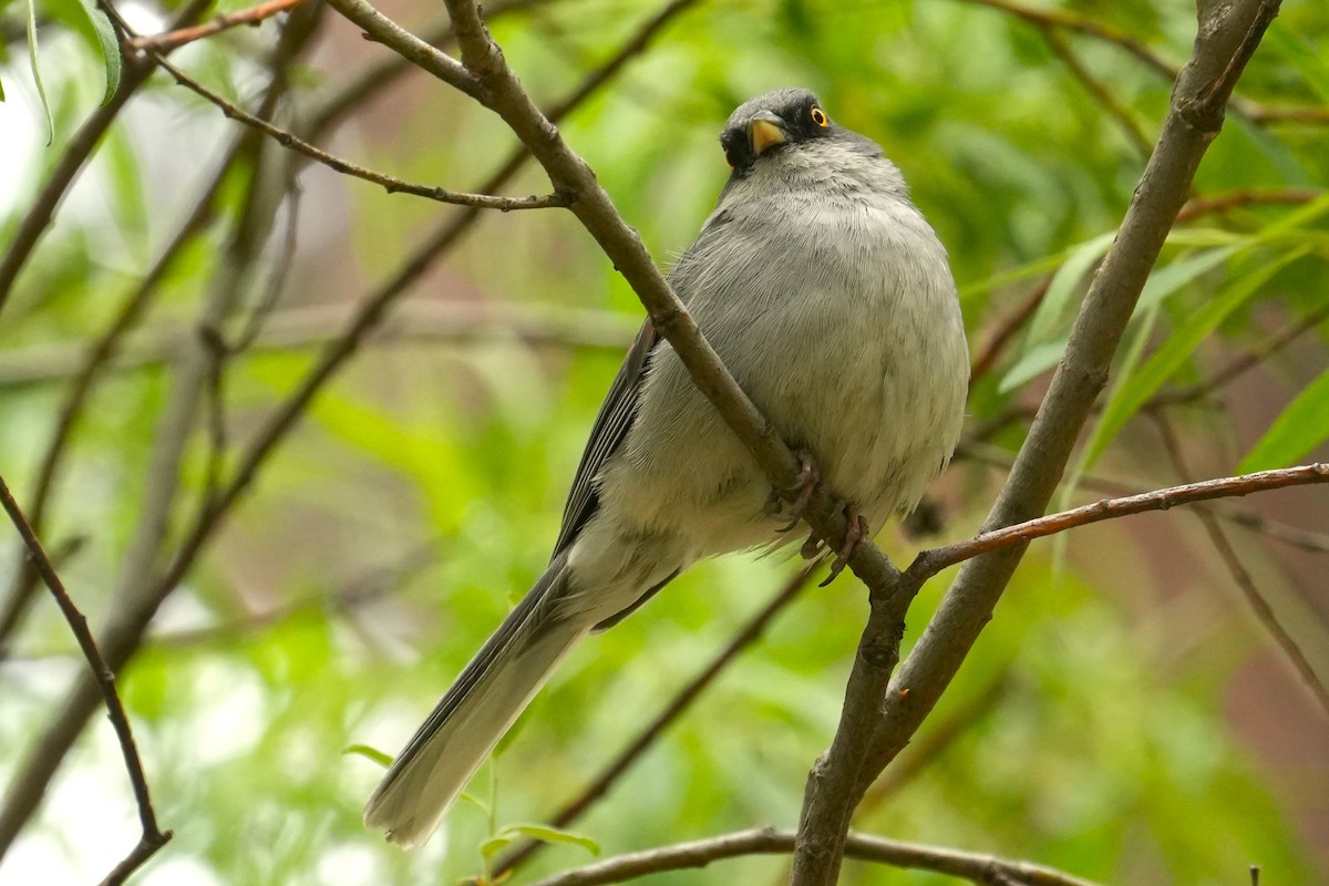 Yellow-eyed Junco - ML636777925