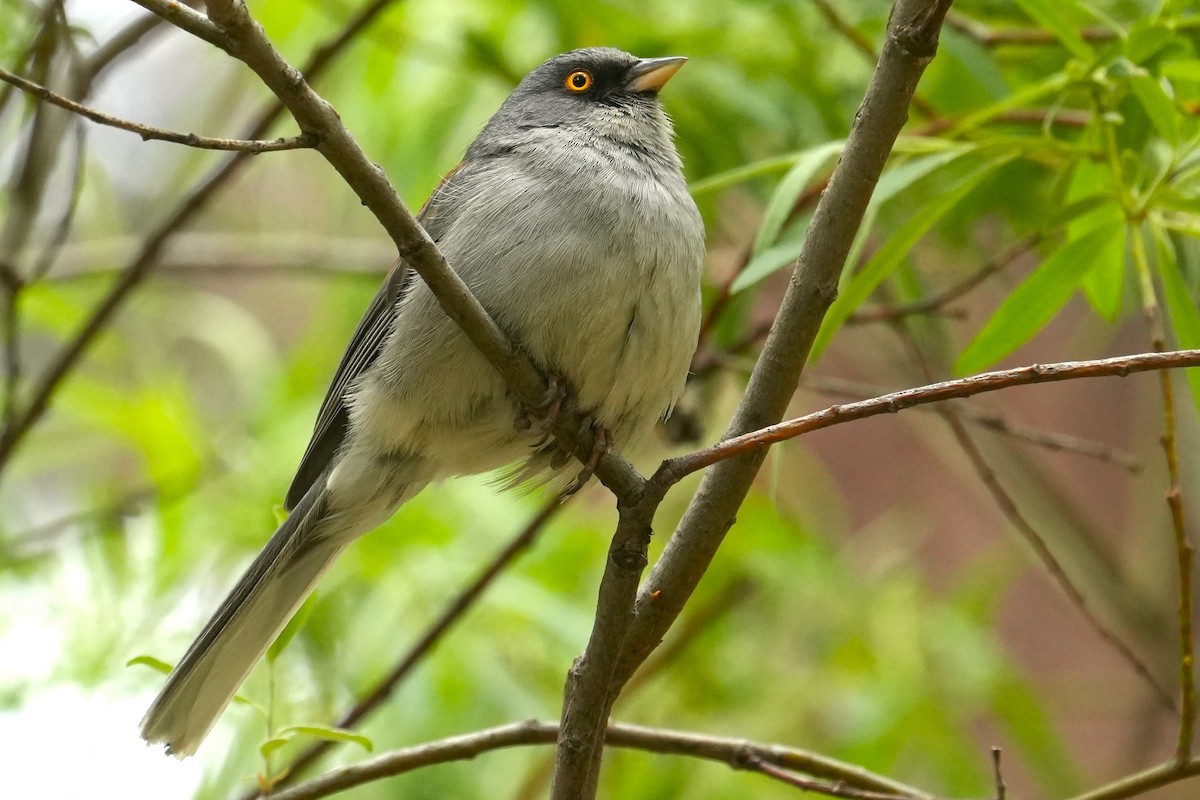 Yellow-eyed Junco - ML636777933