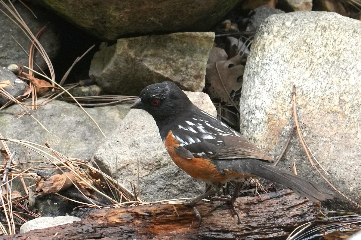 Spotted Towhee - ML636777957
