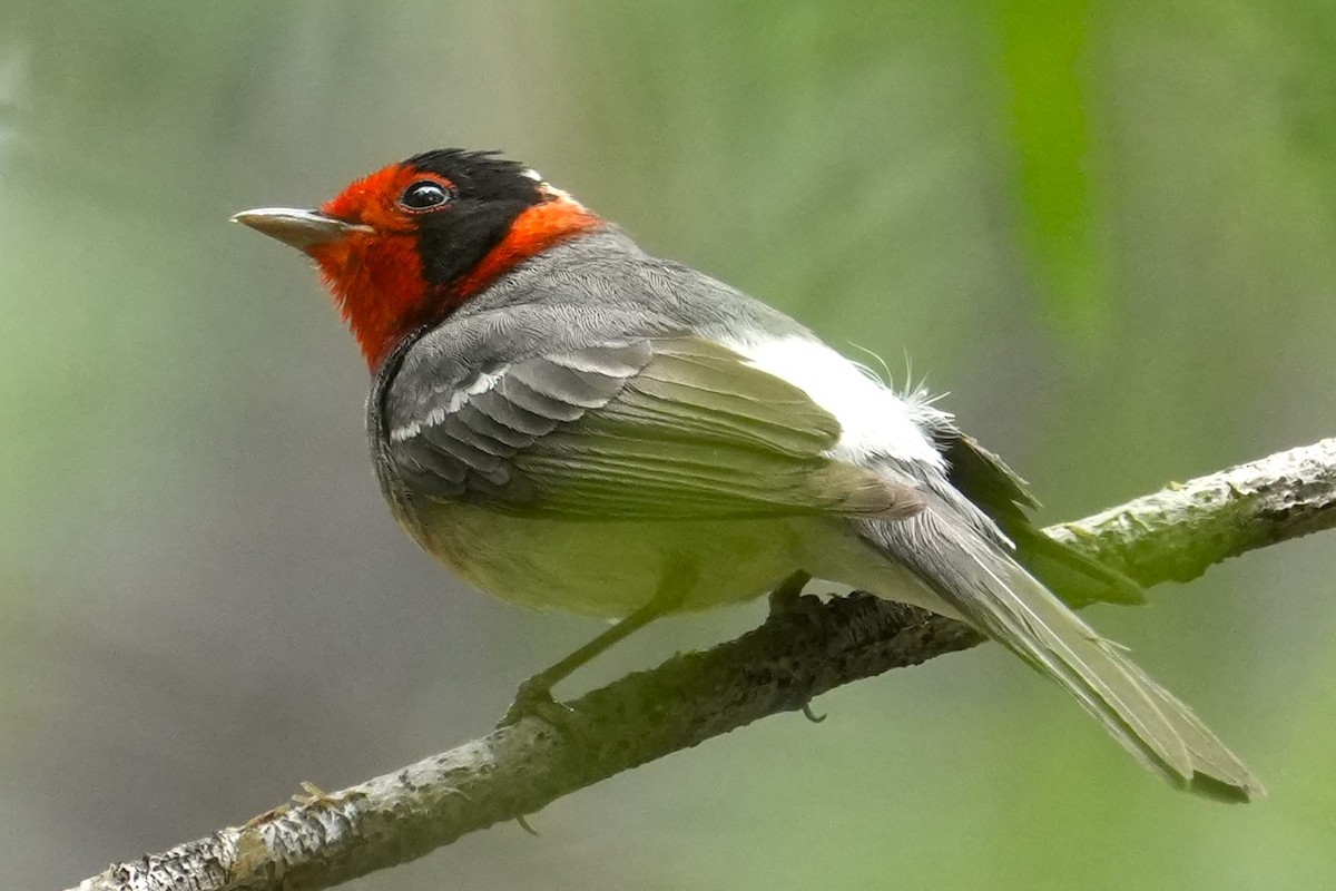 Red-faced Warbler - ML636777981