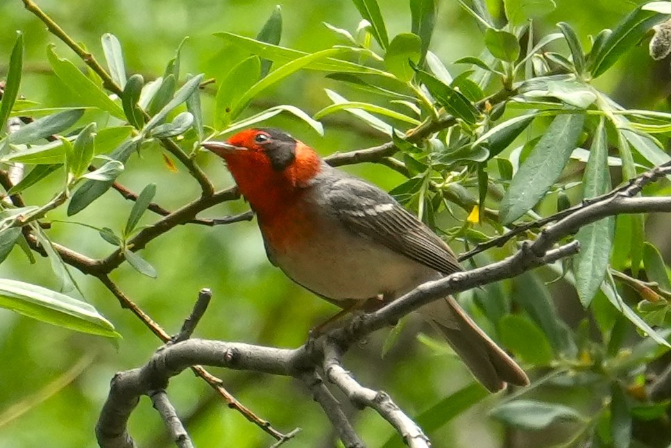 Red-faced Warbler - ML636777992