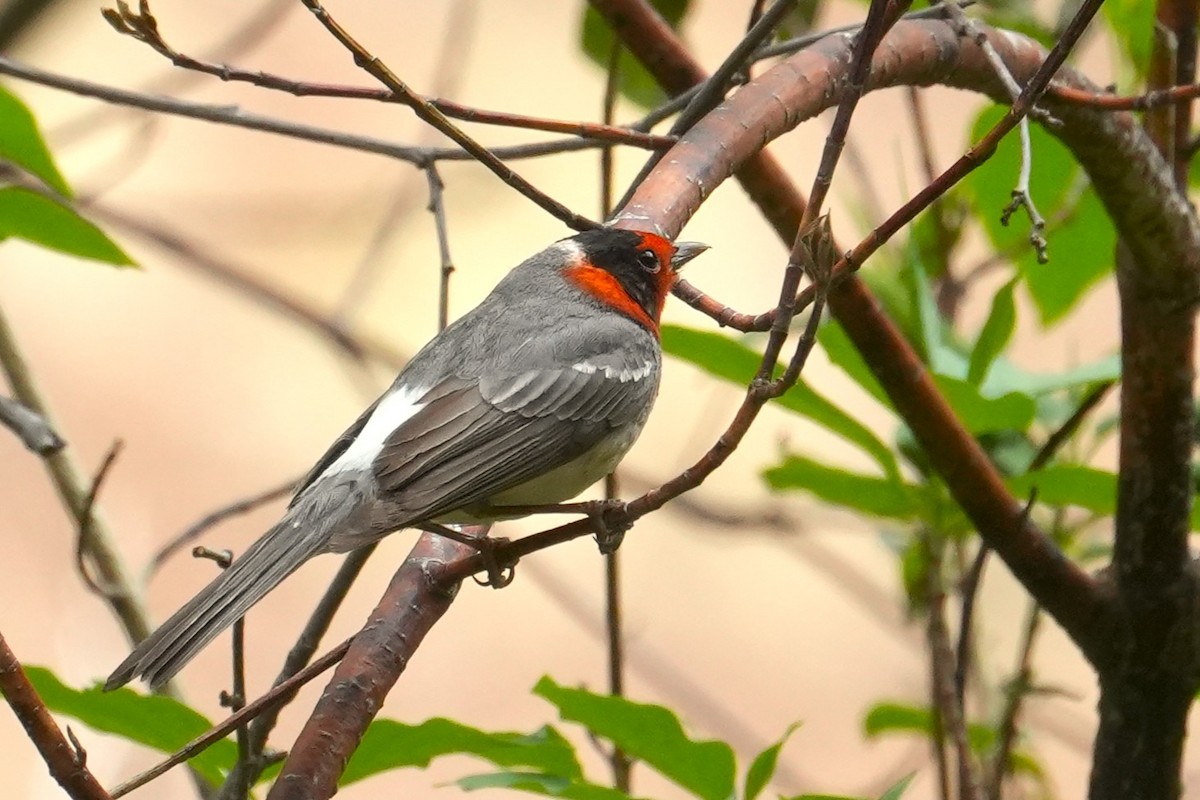 Red-faced Warbler - ML636778003