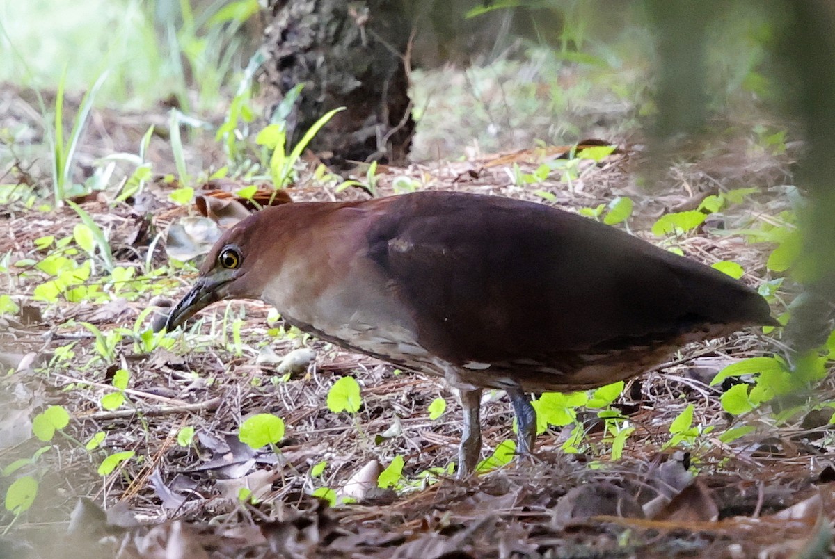Japanese Night Heron - ML636778031