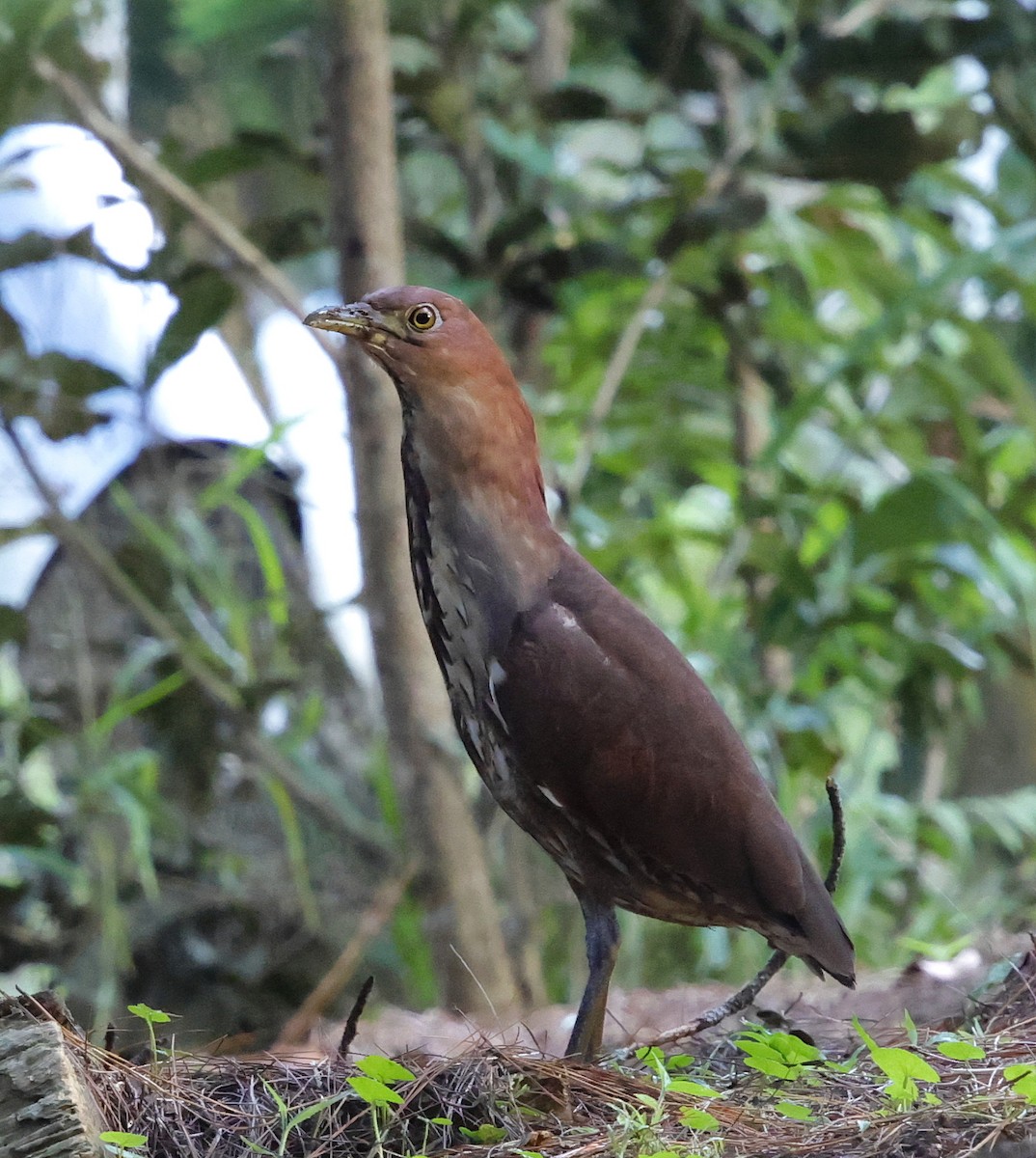 Japanese Night Heron - ML636778032
