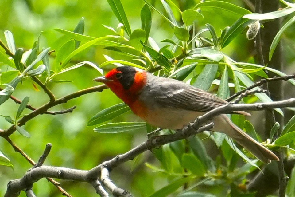 Red-faced Warbler - ML636778041