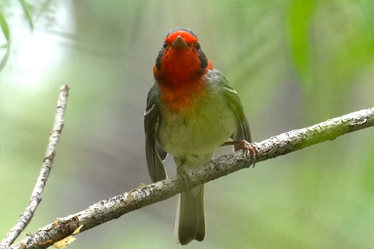 Red-faced Warbler - ML636778061